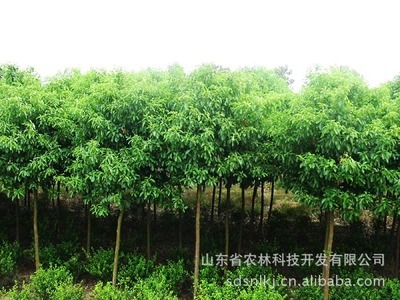 安徽苗圃香樟（米徑8cm）促銷 產地直銷與農林科技加持